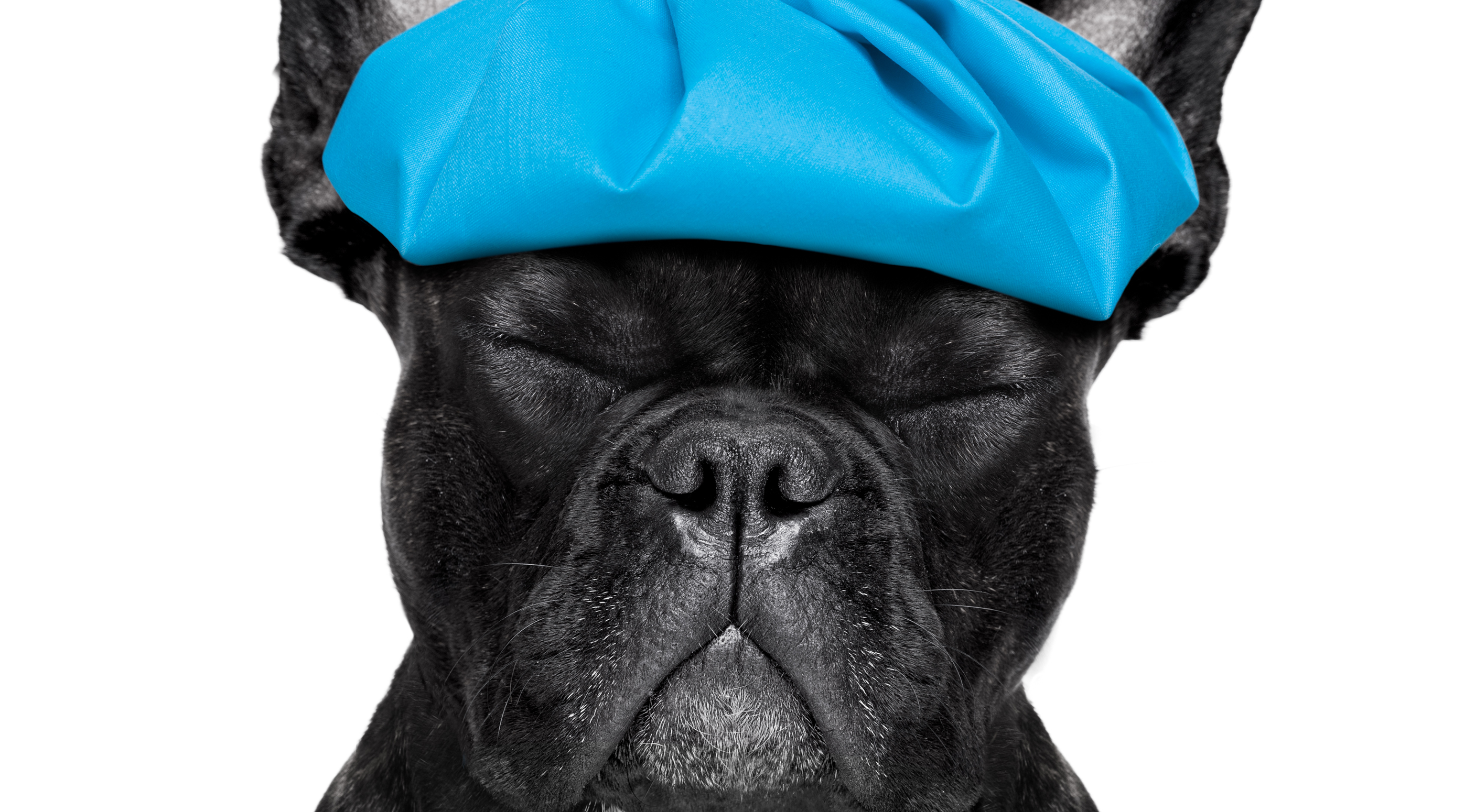 Dog with ice pack on head